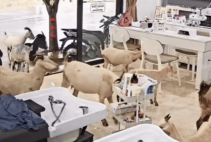 Chu tiem nail ta hoa khi 20 con de keo vao tru mua o Ninh Binh hinh anh