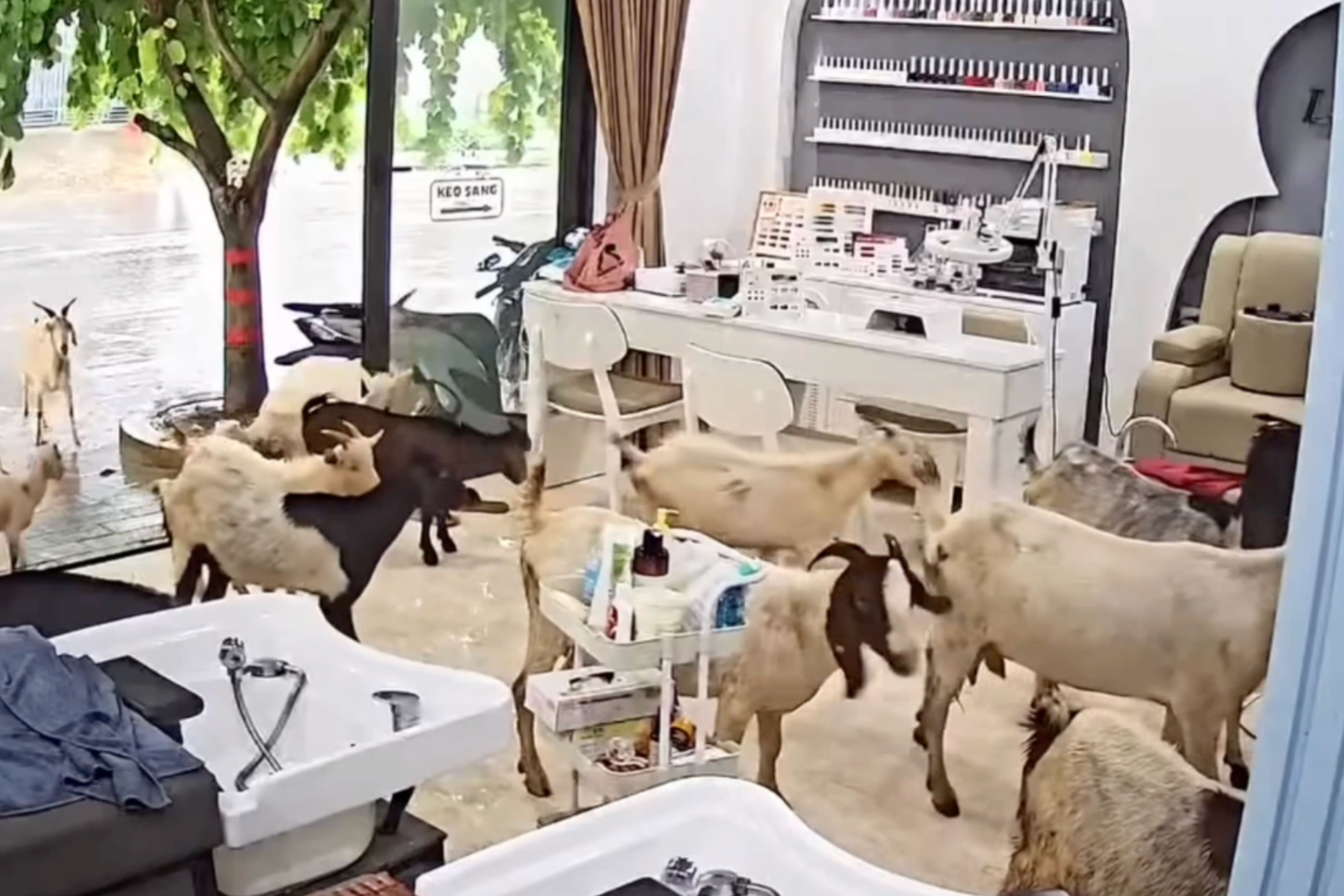 Dan de gan 20 con bat ngo keo vao tiem nail giua mua lon o Ninh Binh hinh anh