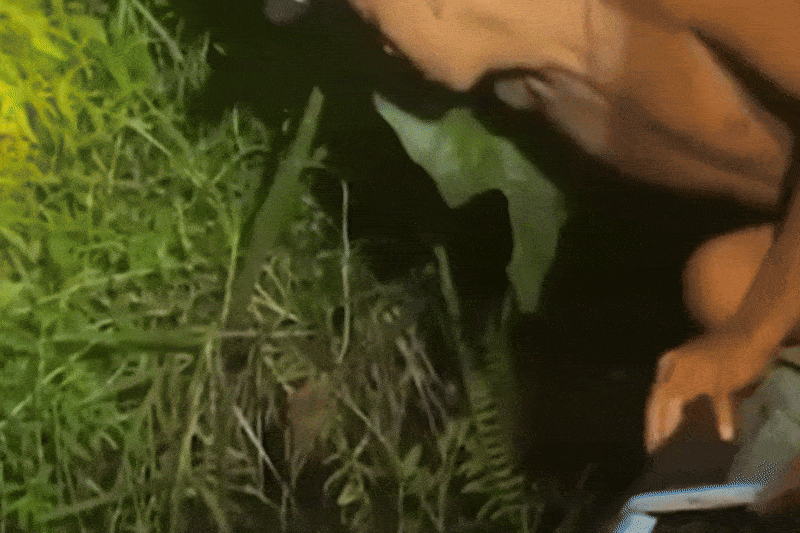 Thot tim canh tran khong lo loi nguoi dan ong xuong nuoc o Indonesia hinh anh