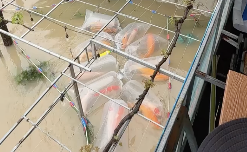 Trai ca Koi tram trieu tan tanh vi lu ap ve qua nhanh hinh anh