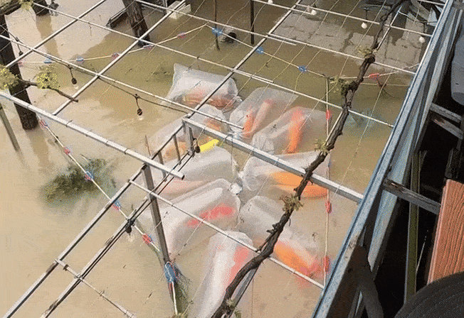 Lu du cuon troi hon 3.000 ca Koi, chu trai 'mat trang' 300 trieu hinh anh