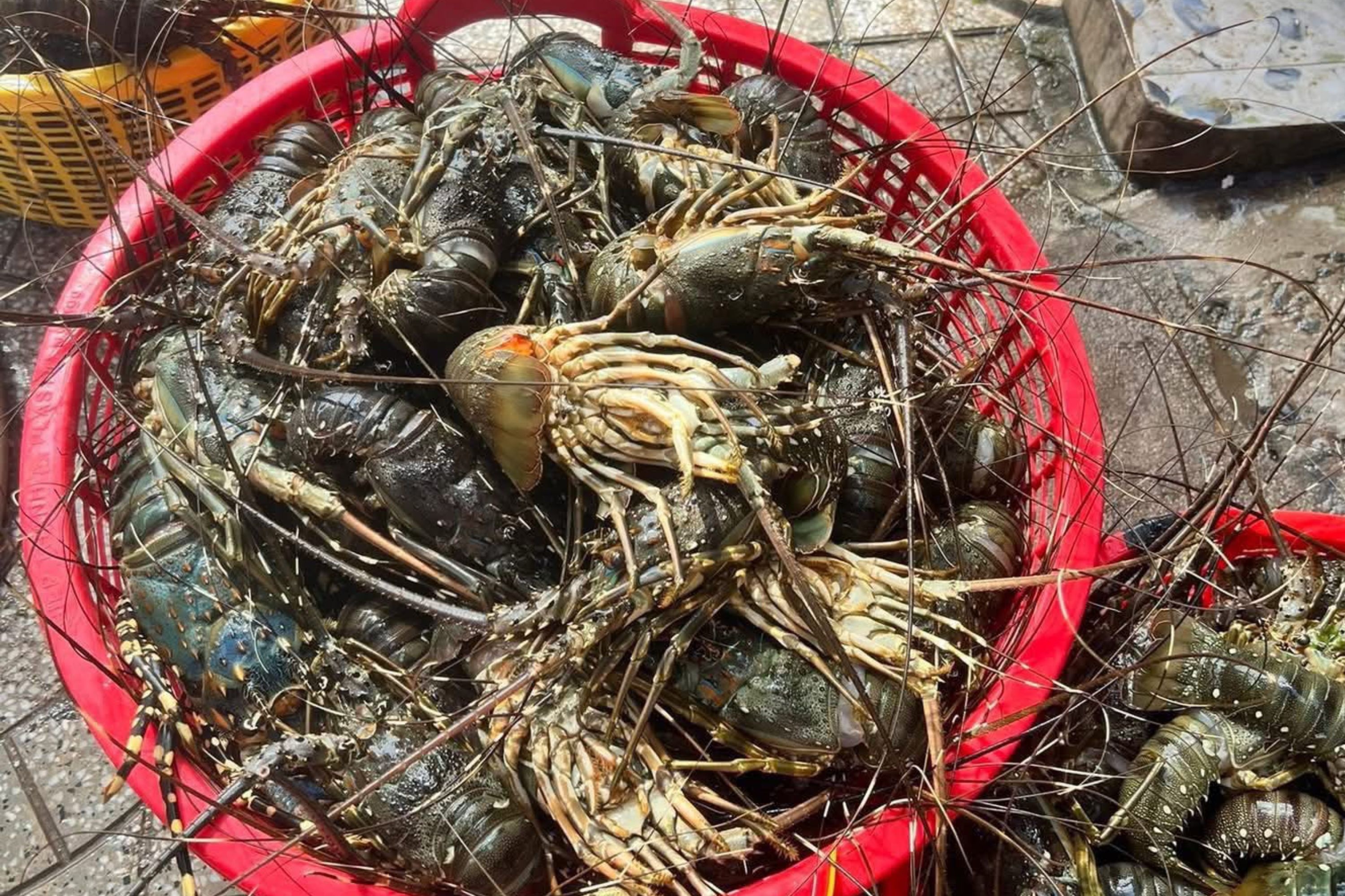 Tom hum chet sach vi lu, gia dinh Dak Lak mat trang 10 ty dong hinh anh