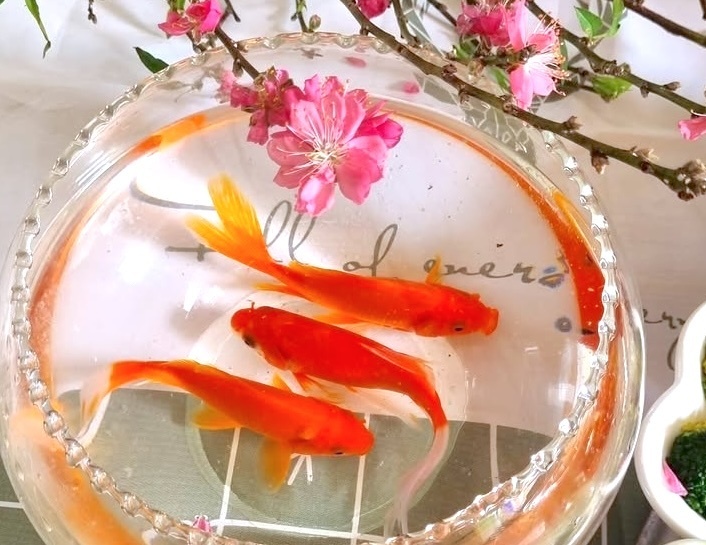 Vi sao chi ca chep moi dua duoc Tao quan ve troi? hinh anh