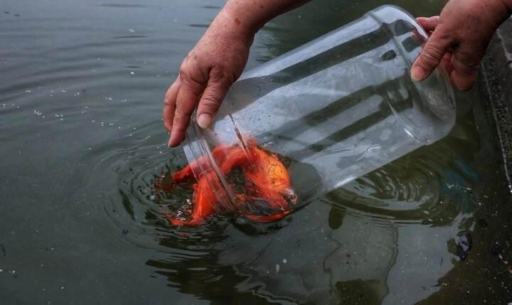 Ong Cong ong Tao anh 4