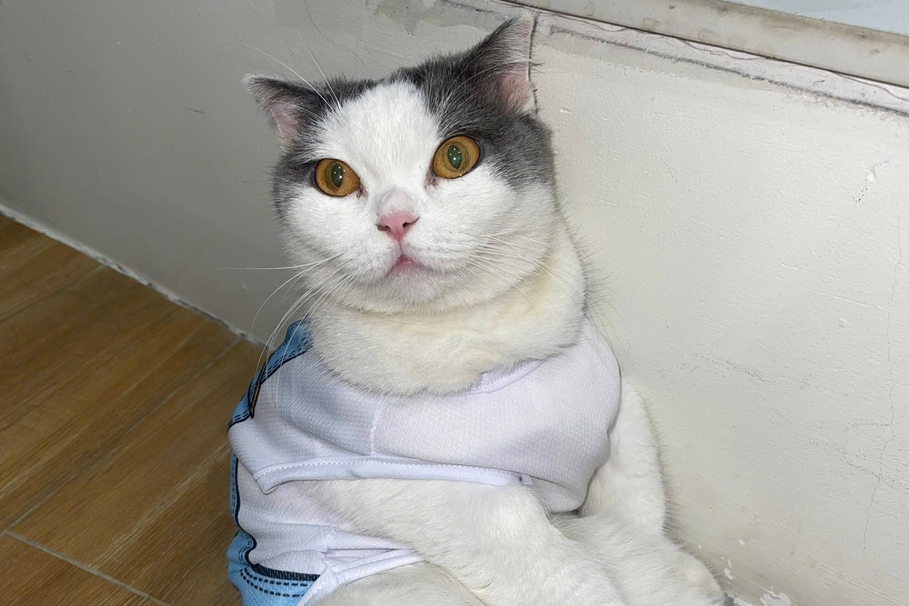 Xon xao vu tim thay meo cung o lo mo, bi doi 6 trieu tien chuoc hinh anh