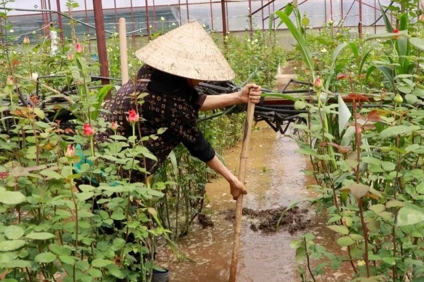 Cứu thủ phủ hoa hồng Đà Lạt