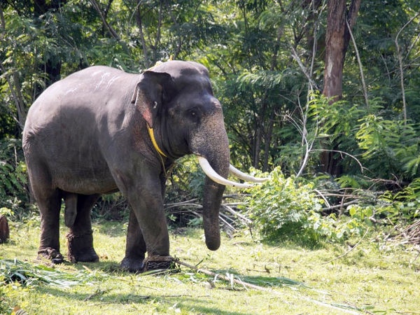 Voi ten bin Laden tan cong dan lang An Do, 5 nguoi chet hinh anh