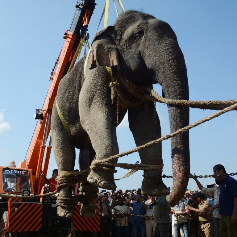 voi An Do,  pha rung anh 1