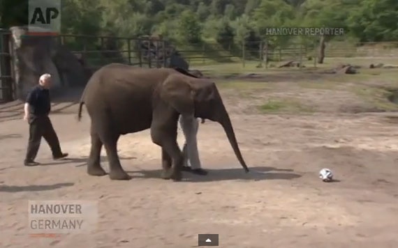 Chu voi co tai du doan ket qua World Cup hinh anh