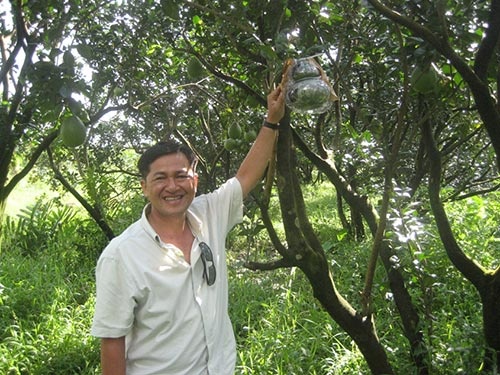 'Vua buoi ho lo' mien Tay tiep tuc tung qua la hinh anh