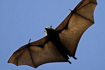 Doi ngua: Di pham tien vua gia bac trieu tai Ha Thanh hinh anh