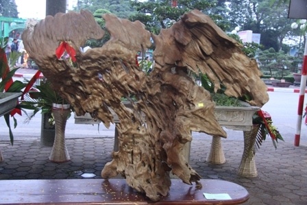 Nhung goc cay, tang da tram trieu o Thai Nguyen hinh anh