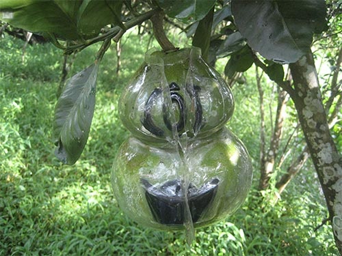 Buoi, dua hau ho lo duoc op them hinh dong tien, thoi vang hinh anh