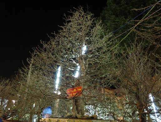 mai 'khủng'; Cần Thơ; nửa tỷ mai 'khủng'; Cần Thơ; nửa tỷ