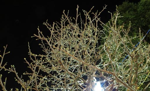 mai 'khủng'; Cần Thơ; nửa tỷ mai 'khủng'; Cần Thơ; nửa tỷ