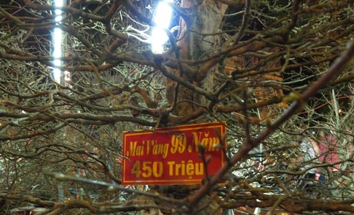 mai 'khủng'; Cần Thơ; nửa tỷ mai 'khủng'; Cần Thơ; nửa tỷ