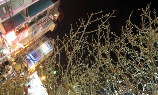 mai 'khủng'; Cần Thơ; nửa tỷ mai 'khủng'; Cần Thơ; nửa tỷ