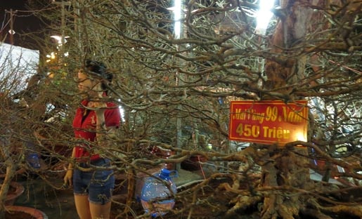 mai 'khủng'; Cần Thơ; nửa tỷ mai 'khủng'; Cần Thơ; nửa tỷ