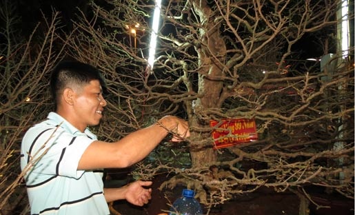 mai 'khủng'; Cần Thơ; nửa tỷ mai 'khủng'; Cần Thơ; nửa tỷ