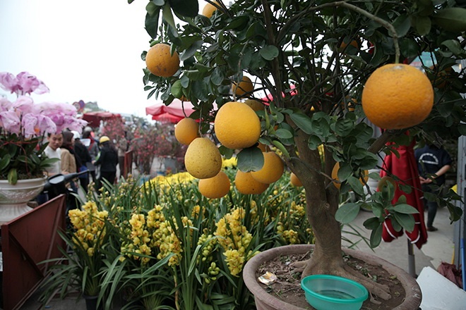 Cay buoi canh gia 13 trieu dong tai Ha Noi hinh anh