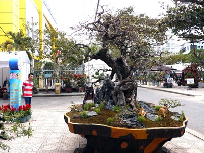 Cay me canh co gia gan 1,5 ty dong hinh anh