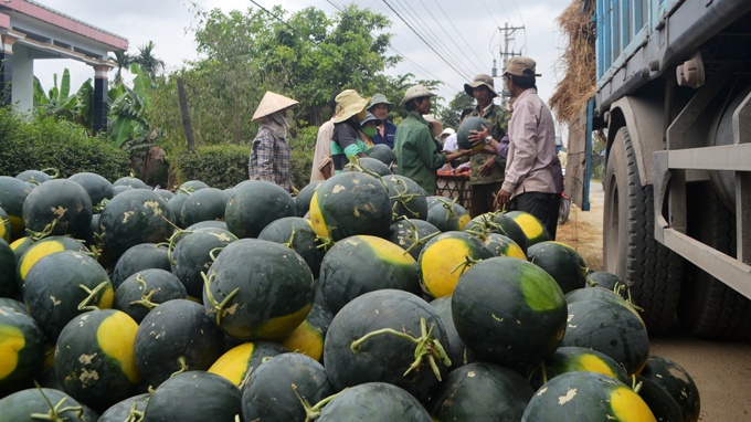 Dưa hấu chất đống ngoài lộ ở huyện Đại Lộc, Quảng Nam.