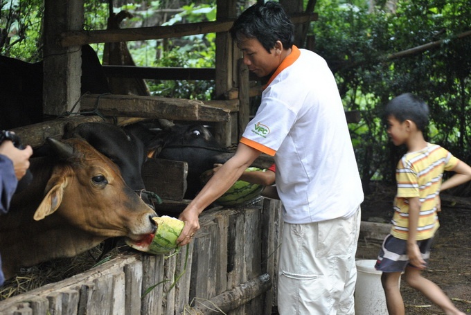 Ban 1.000 dong/kg khong ai mua, dan mang dua cho bo an hinh anh
