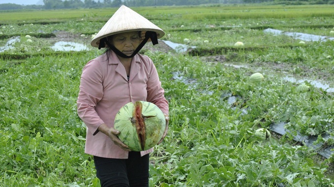 Chỉ trong 2 ngày số dưa dưới ruộng của bà Thu đã nứt quá nửa.