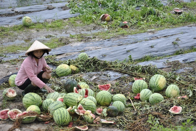 Dưa hỏng, người dân đành bất lực tìm người mua dù giá chỉ 1.000 đồng/kg.