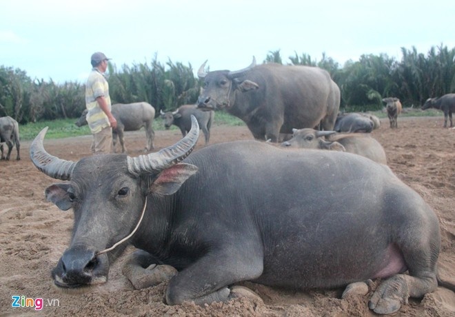 Nguoi nong dan chan trau giua khu do thi hinh anh