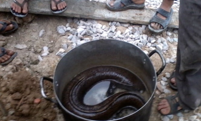 Ca chinh nang 8,6 kg ban duoc 3,2 trieu dong hinh anh