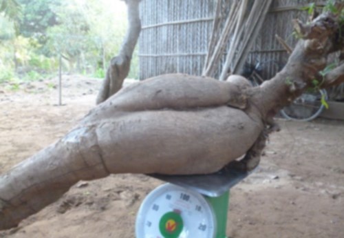 Nong dan dao gieng trung cu khoai mi nang 60 kg hinh anh