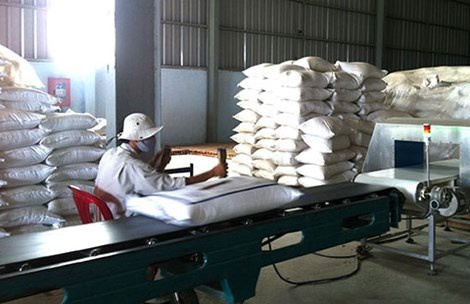 Gao Viet tac dau ra vi phu thuoc Trung Quoc hinh anh