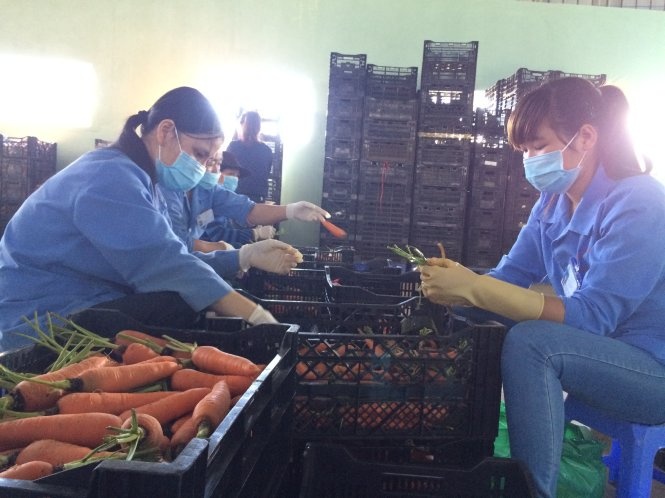 Chuan bi rau cu sach cho mua Tet hinh anh