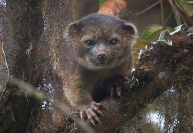 Phat hien loai ‘gau meo’ doc dao o Tay ban cau hinh anh