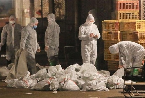 Dai dich cum gia cam kep co the bung phat hinh anh