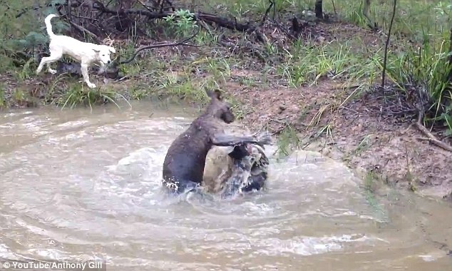 Dai chien chuot tui va cho hinh anh