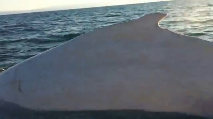 Ca voi lung gu trang hiem co ngoai khoi Australia hinh anh