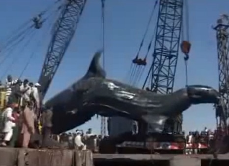 Can canh danh bat 'quai ngu' 7 tan hinh anh