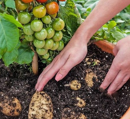 Giong cay 'de' ra ca khoai tay lan ca chua hinh anh