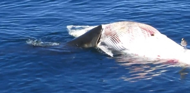 Ca map trang ‘mo dai tiec’ tren xac ca voi hinh anh