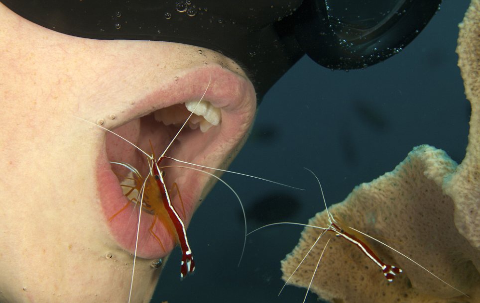 Ha mieng duoi dai duong de nho tep xia rang hinh anh