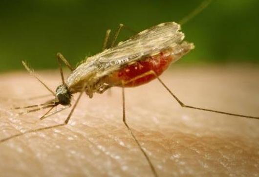 Vac xin ngua sot ret co the xuat hien vao nam 2015 hinh anh