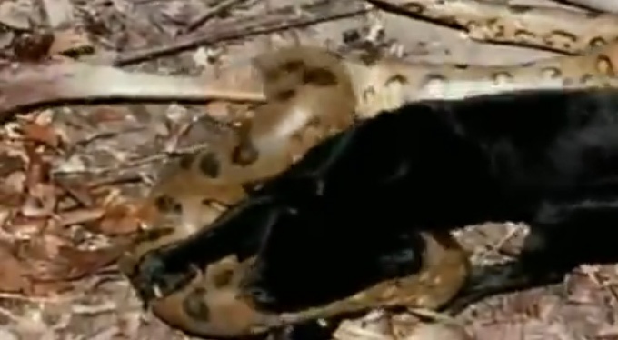 Bao den ha sat tran khong lo trong cuoc chien tay doi hinh anh