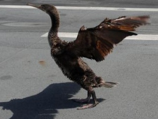 Chim hiem 'treu nguoi' truc thang tren tau san bay hinh anh