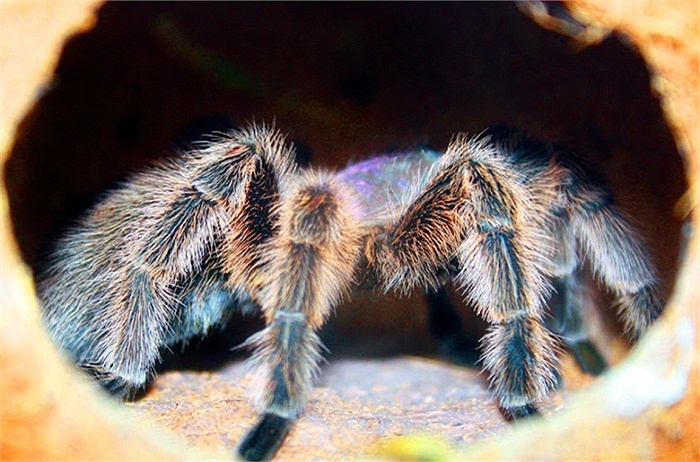 'Sat thu' long la khien con nguoi dau don phat dien hinh anh