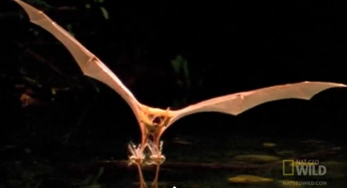 Doi lao minh bat ca duoi mat nuoc hinh anh