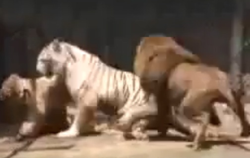 Ho trang doc chien ‘vo chong’ su tu hinh anh