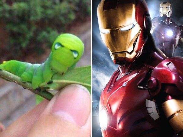 Sau buom co ngoai hinh giong Nguoi Sat hinh anh