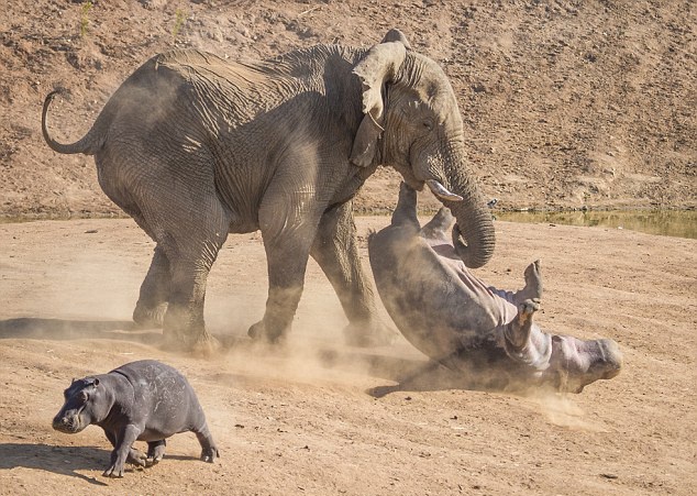 Ha ma me lieu mang voi voi de bao ve con hinh anh